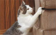 猫一直抓东西是什么意思