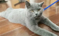 蓝猫掉毛严重吗怎么解决