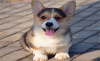 柯基犬能吃玉米吗