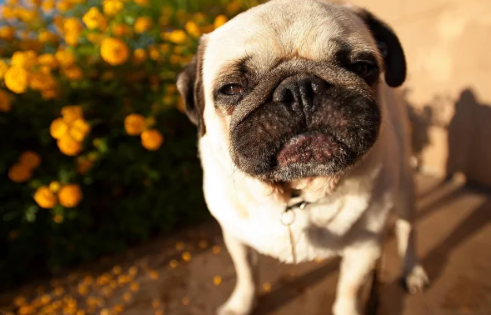三个月巴哥犬怎么喂