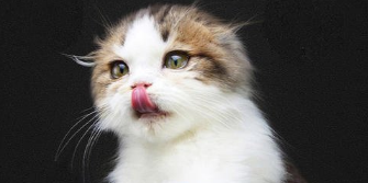 幼猫能不能吃全价猫粮 幼猫能不能吃全价猫粮