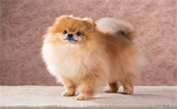 博美犬瘟症状前兆是什么