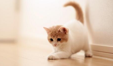 猫突然瘸腿了是怎么回事儿