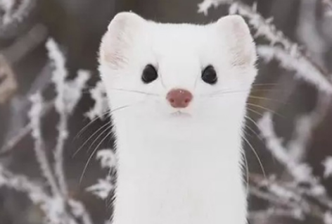 雪貂好养吗