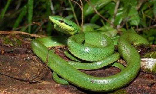 成体的灰腹绿锦蛇背面呈绿色,眼前后各1条黑纵纹
