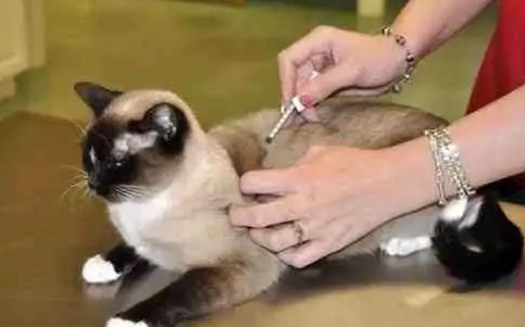 猫咪体外驱虫药一般多久有效果