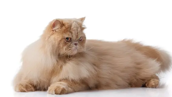养一只波斯猫一个月需要多少钱 养一只波斯猫一个月需要多少钱