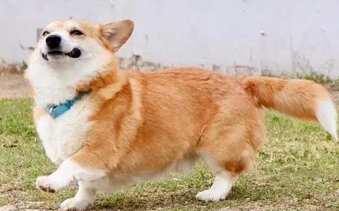 狗狗可以吃煮熟的山药吗