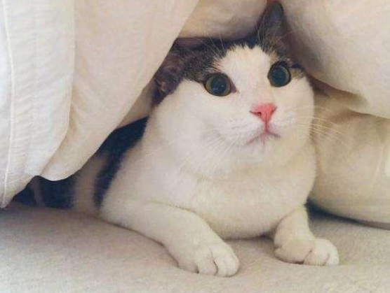 小猫咪尿床原因和解决办法