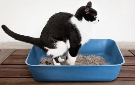 养一只猫一个月最少花多少钱