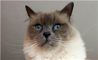 世界上十大最漂亮的猫