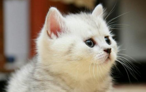 一个月小猫多久尿一次正常