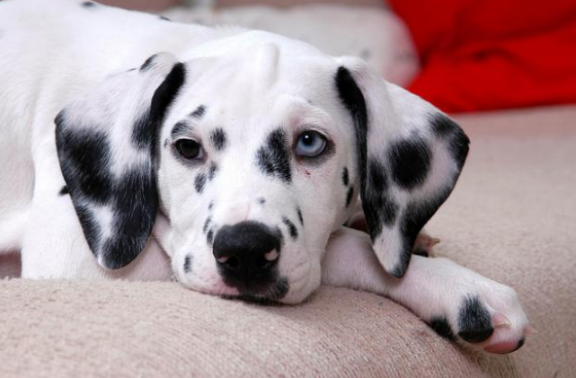 福派斯FUPETS|养狗需要立哪些家规呢? 福派斯FUPETS|养狗需要立哪些家规呢?
