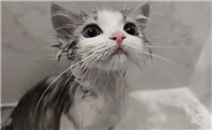 猫猫多长时间洗一次澡最好