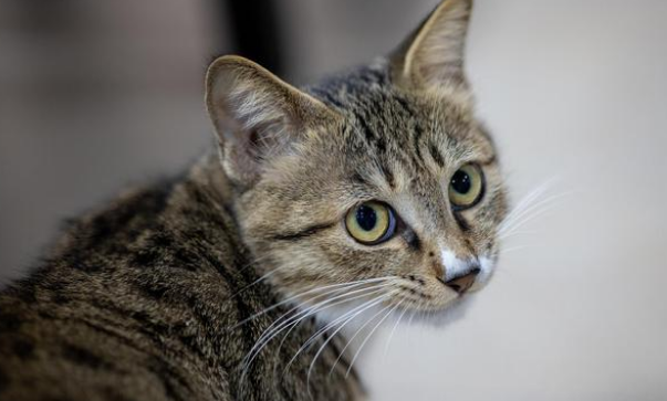 猫咪突然焦躁不安反复舔毛是什么原因 猫咪突然焦躁不安反复舔毛是什么原因