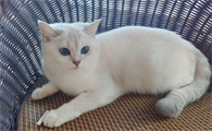 怎么知道猫是不是得了猫癣