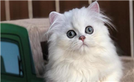 猫咪多大能打疫苗啊