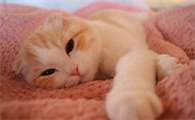 猫下巴长癣了怎么办用什么药