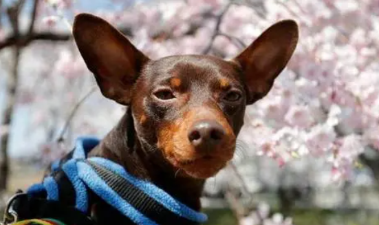 小鹿犬哪种颜色最贵