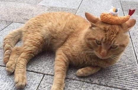 猫抓伤的死亡率为零？