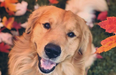 金毛犬不喝水是什么原因