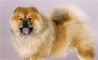 养松狮犬有什么注意的
