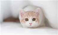 小猫被踩到肚子多久表示没事