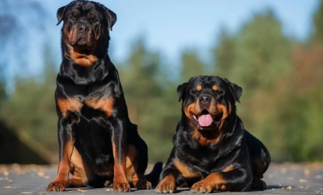 罗威纳是防暴犬吗