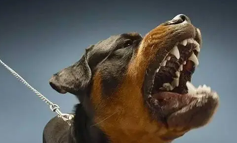得狂犬病的狗能活多长时间