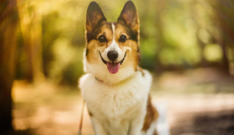 狗狗斑秃掉毛怎么治疗最好