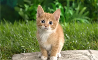 早产猫咪如何护理胎盘
