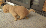 金毛犬怎么训练大小便
