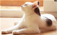 猫咪会随地大小便吗