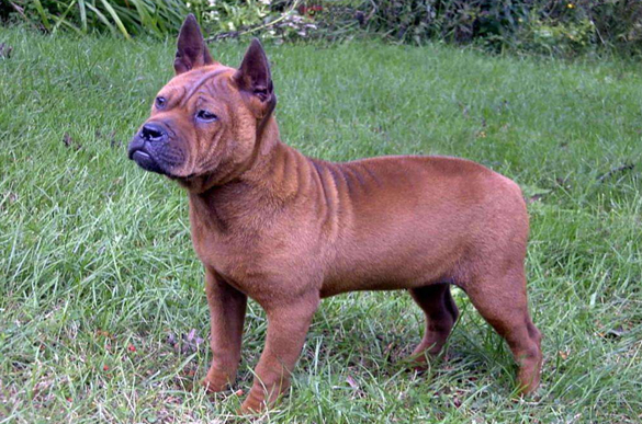 中国第一猎犬是什么狗 中国第一猎犬是什么狗