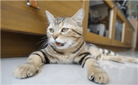 猫喘不上来气一直喘怎么回事儿