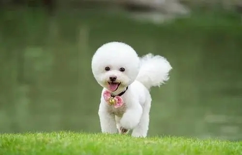 比熊犬有几种体型?一起来了解一下吧! 比熊犬有几种体型?一起来了解一下吧!