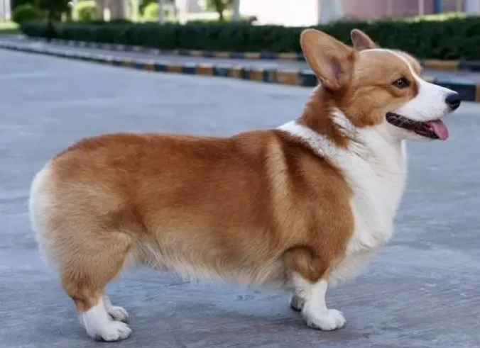 柯基可以吃奶油吗