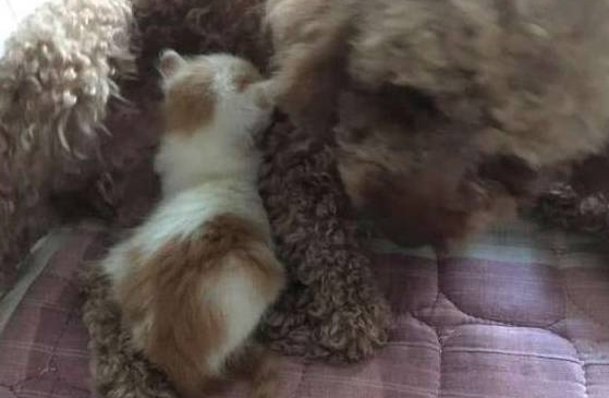猫妈一孕傻三年,直接把小奶猫生在狗窝,长大后猫妈妈哭了 猫妈一孕傻三年,直接把小奶猫生在狗窝,长大后猫妈妈哭了