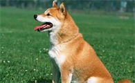 柴犬可以训练到什么程度