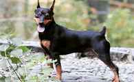 迷你杜宾犬的优缺点