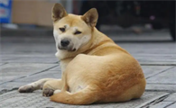 现在还有纯种中华田园犬的吗