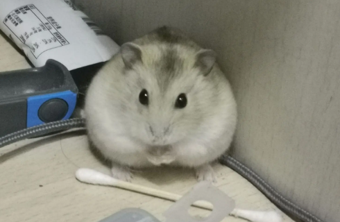 如何让银狐仓鼠躺手