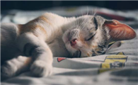 猫咪身体特别软站不起来怎么办