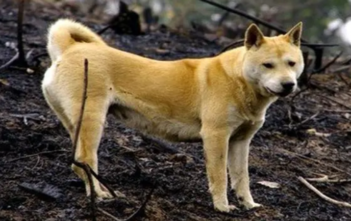 土狗苗批发市场10元一只?