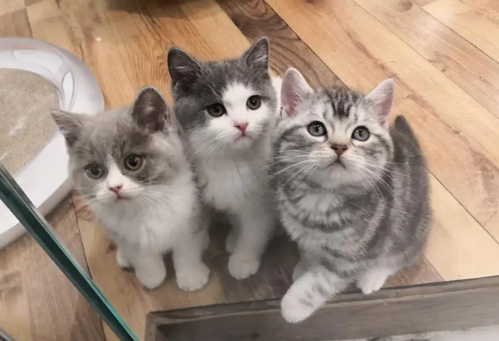 美短猫和英短猫的区别 美短猫和英短猫的区别
