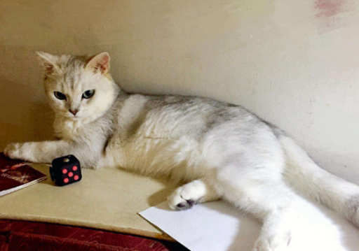 猫狗之间互相传染的病会传染人吗