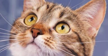 猫的胡须能起到什么作用呢