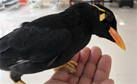 鹩哥鸟食什么牌子好