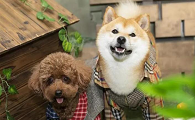 狗狗可以用硫磺皂给它洗澡吗