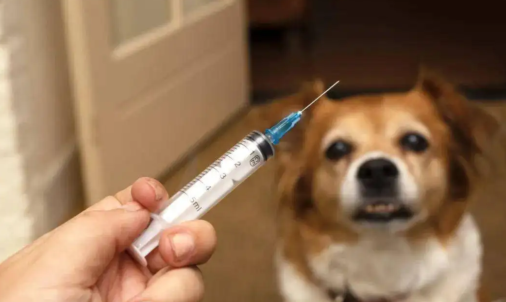 狗是天生就会携带狂犬病毒吗 狗是天生就会携带狂犬病毒吗